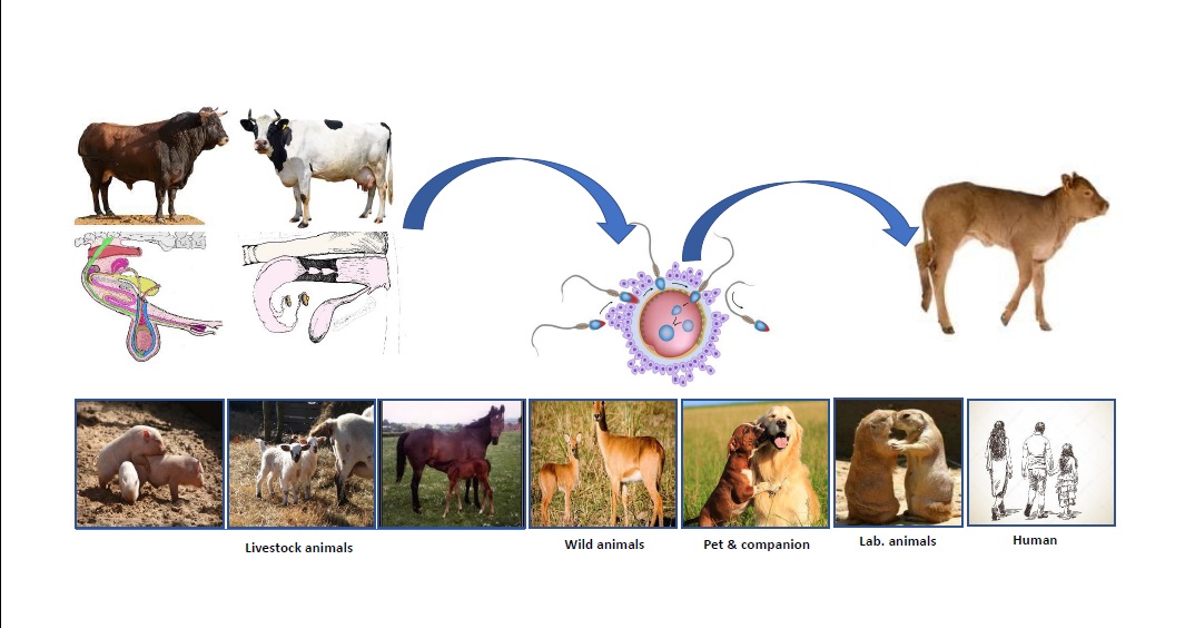 About - Department of Animal Breeding & Genetics